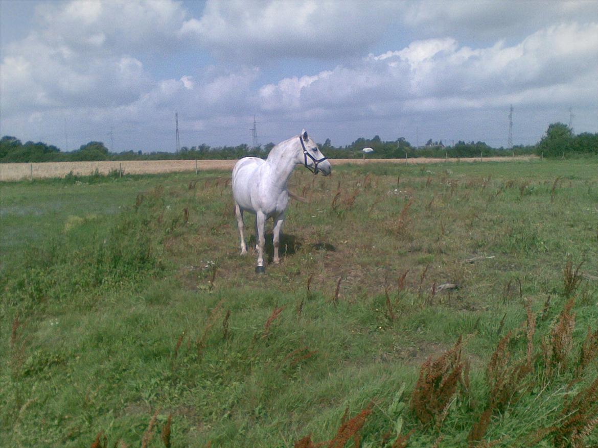 Tysk Sportspony Freja *SOLGT* :'( - Freja på fold<3 billede 6