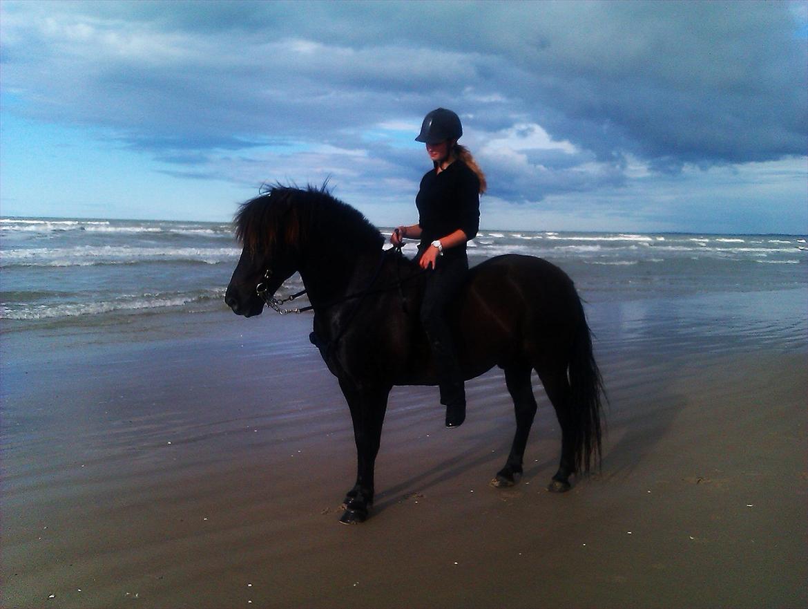 Islænder My Sunbeam (Banditten) billede 8