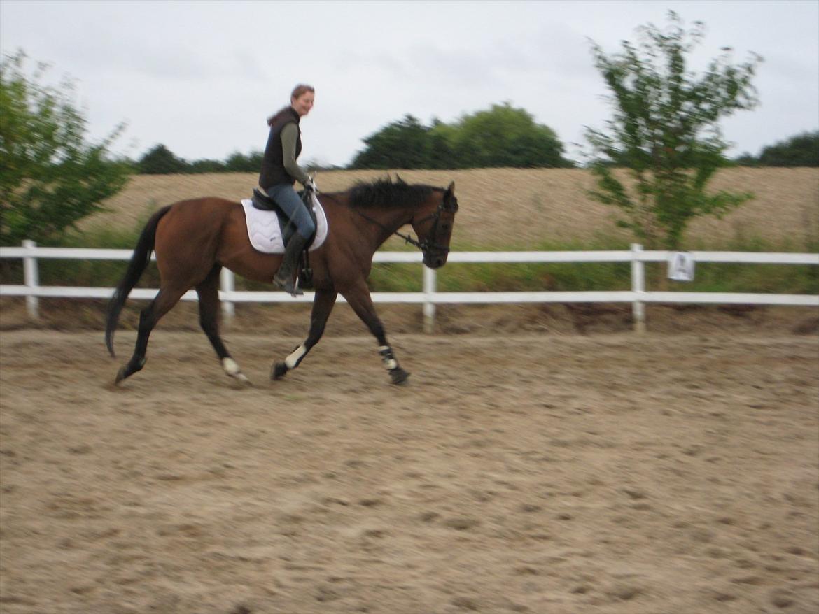 Fuldblod (XX) King Of York (SOLGT) billede 7