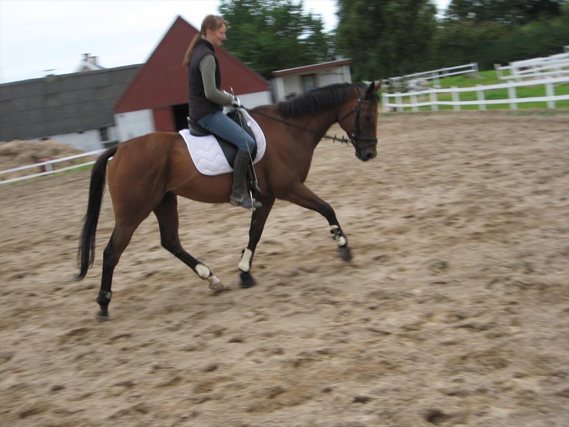 Fuldblod (XX) King Of York (SOLGT) billede 8