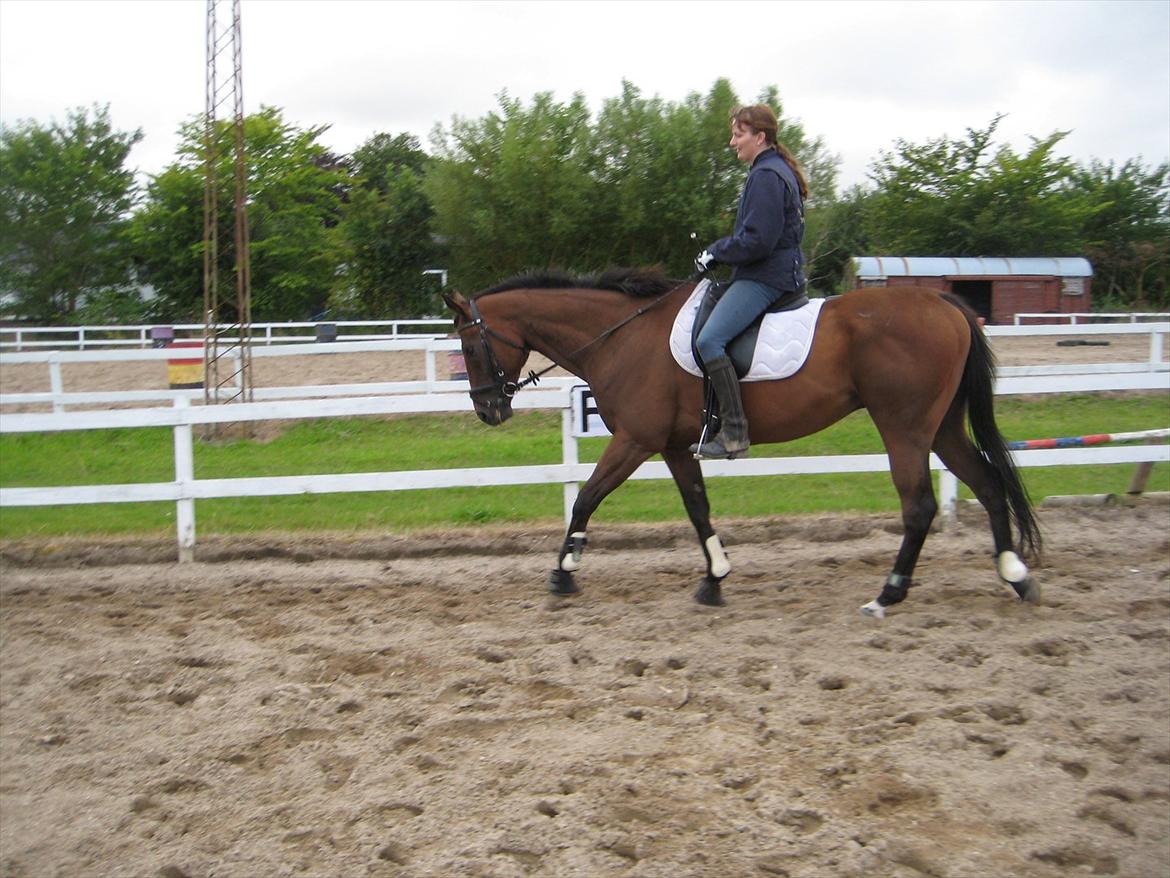 Fuldblod (XX) King Of York (SOLGT) billede 9