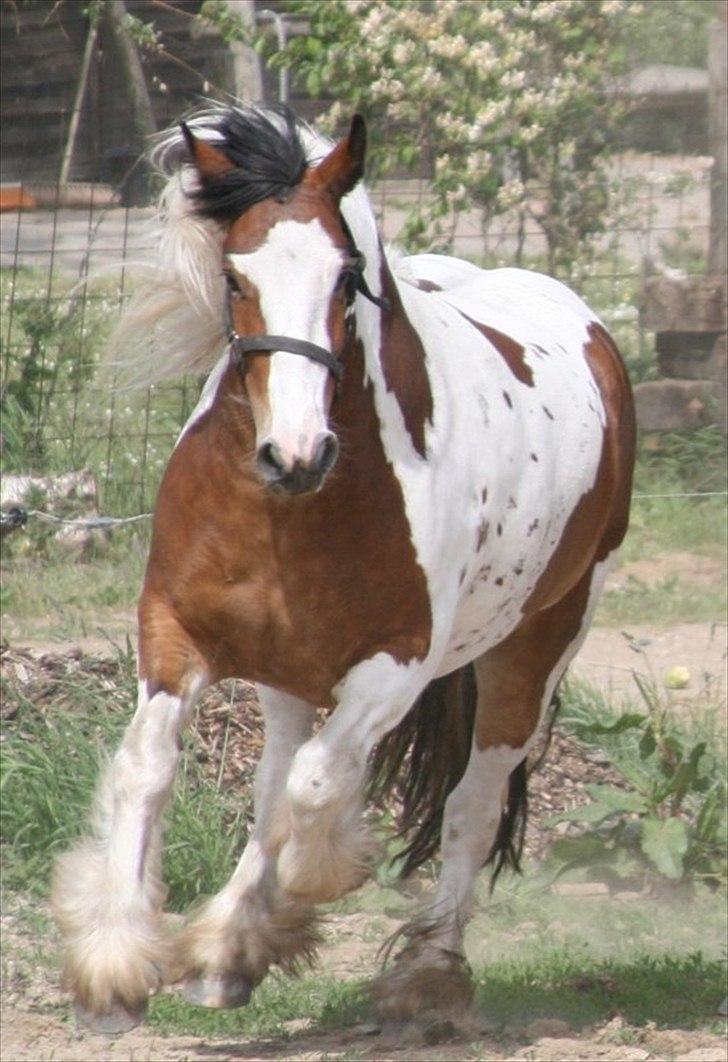 Irish Cob Rosenlunds Cosy Emmie - Emmie i fuld galop billede 2