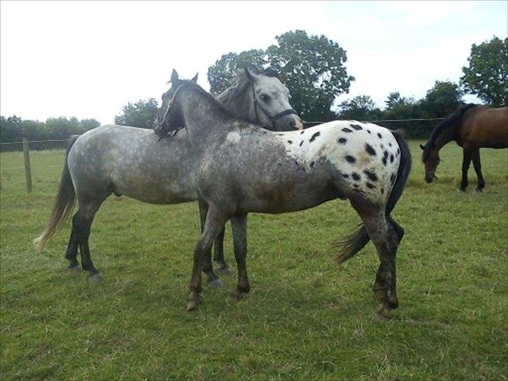 Anden særlig race Show-time - tidl. pony billede 16