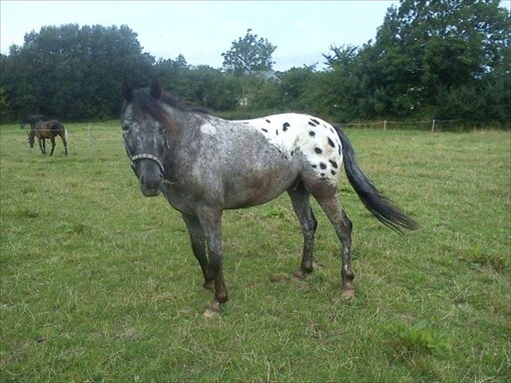 Anden særlig race Show-time - tidl. pony billede 17