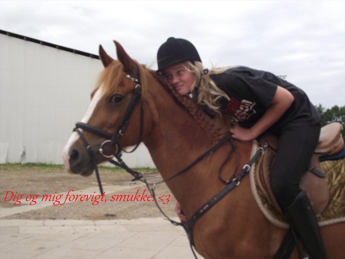 Tysk Sportspony Delphine aka. Delfie/Delle - I will allways want the best for you. Because you deserve it<3 billede 5