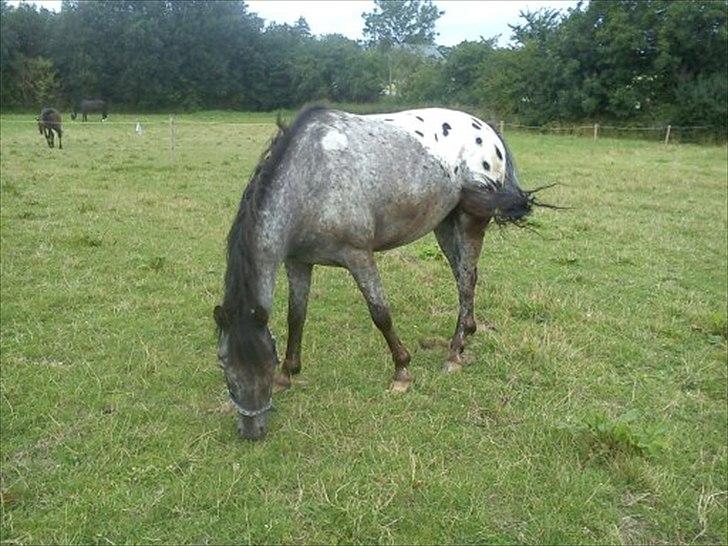 Anden særlig race Show-time - tidl. pony billede 18