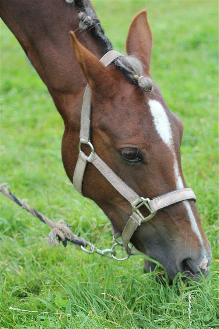 Welsh Cob (sec D) Bogensø's Queen - >> Mens de ser mit smil foran mine tåre, ser du mine  tåre bag mit smil << billede 19