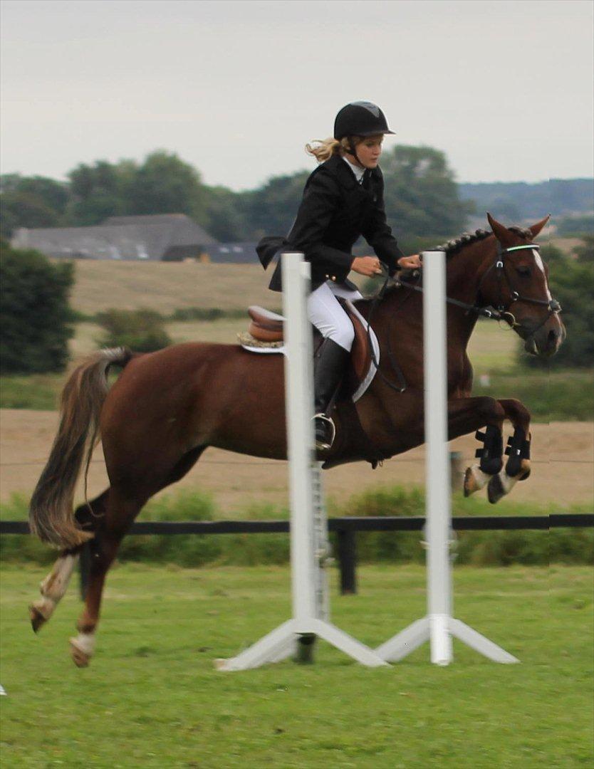 Welsh Cob (sec D) Bogensø's Queen - >> Mange ting i livet fanger dine øjne. Men kun få ting fanger dit hjerte<< billede 14