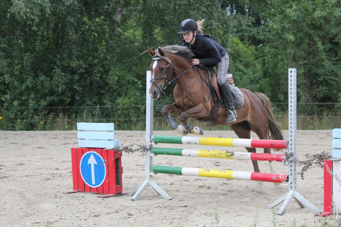 Welsh Cob (sec D) Bogensø's Queen - >> Ikke tæl hver time, men sørg for at hver time tæller <3 << billede 8