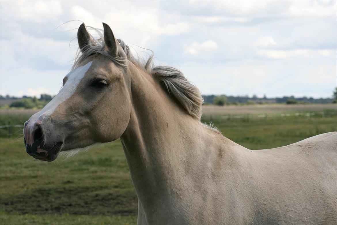 Palomino Golden candy - 17/7-2011 - Jeg vil måske bekæmpe din mening. Men jeg vil dø for din ret til at have den. billede 2