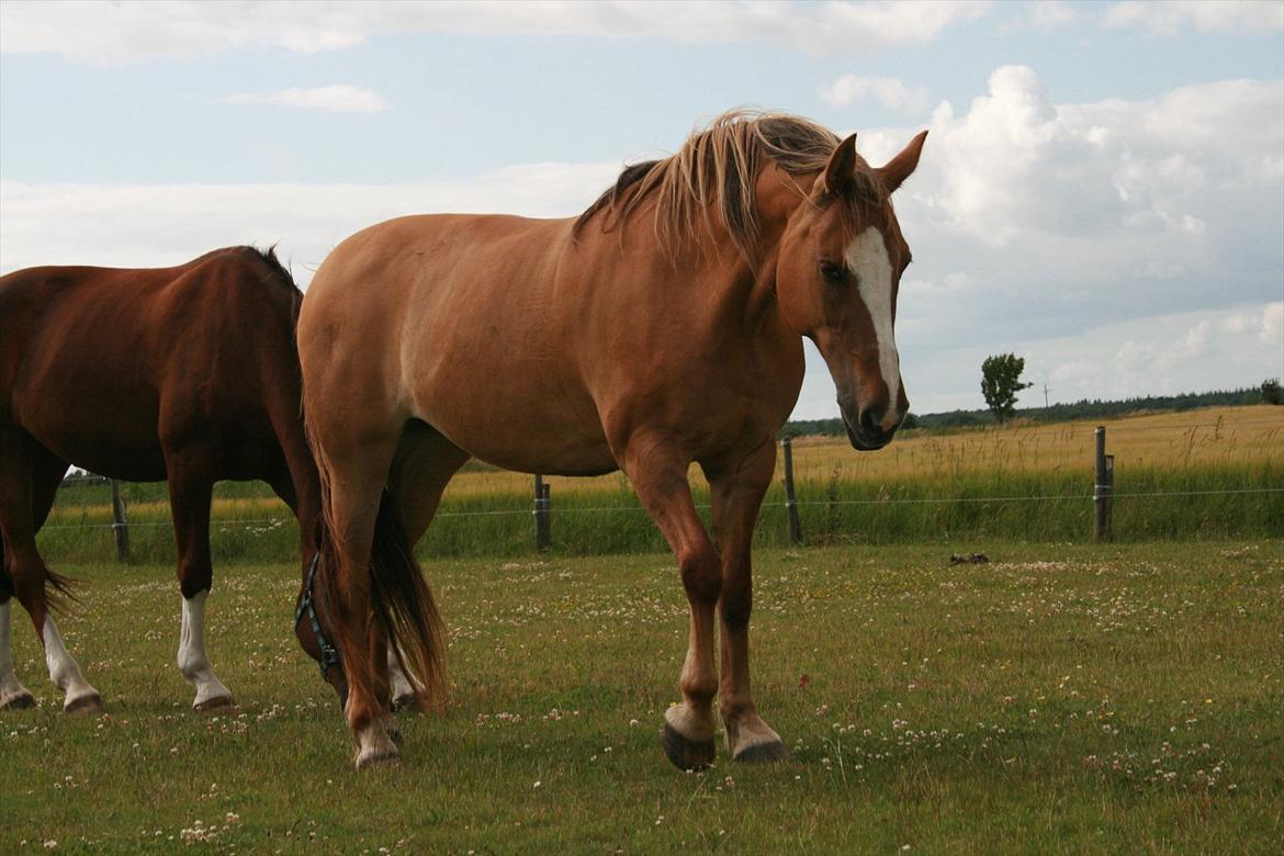 Anden særlig race Sunshine - 24/6-11 billede 7