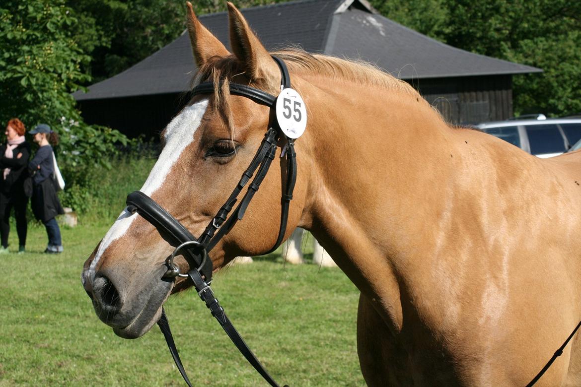 Anden særlig race Sunshine - Hippoade Knuthenborg 2011 billede 20