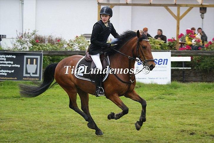 Anden særlig race Pilgaards Kiwi billede 3