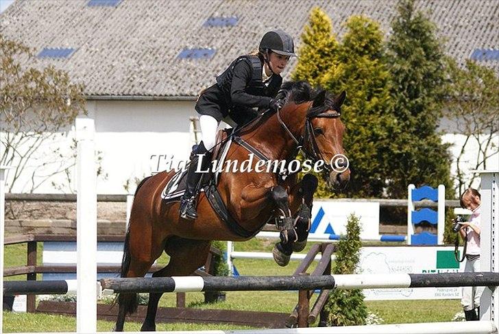 Anden særlig race Pilgaards Kiwi billede 12