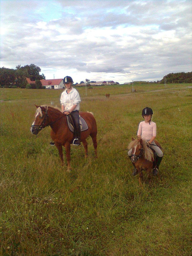 Shetlænder Bella. - Er sjov at ride på.. vil gerne have vogn til den også.. så vi kan tage på tur billede 6