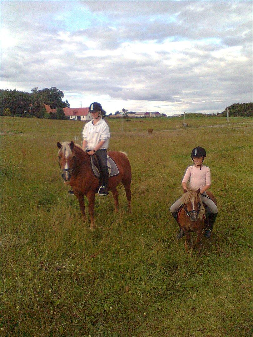 Shetlænder Bella. - Her ses Bella og jeg sammen med min haflinger med stine som har halvpart i den :-) billede 8