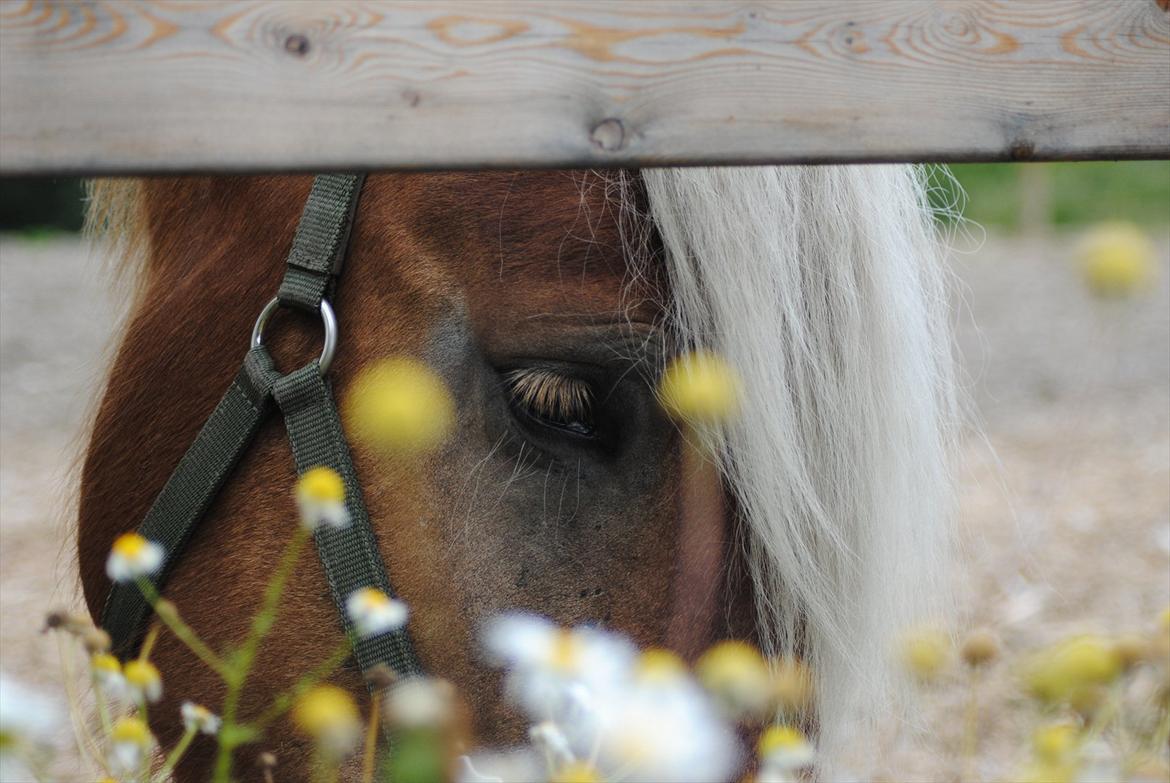 Jyde Østervig Storm P  - Foto: Mig | Aldrig har jeg møde en heste som dig <3 billede 8
