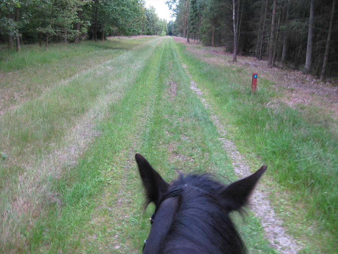 Tinker Joey Mac Nessa - Skovtur 2011 billede 4