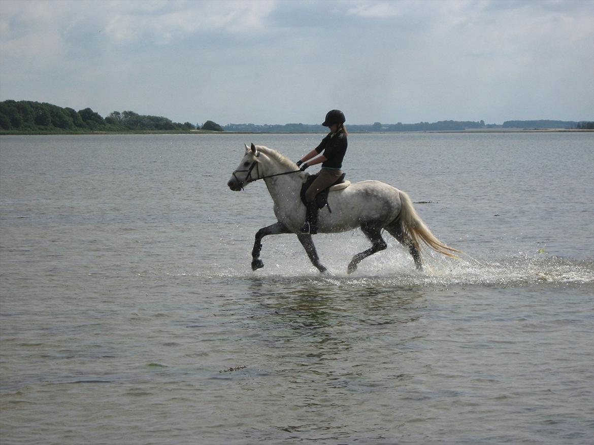 Welsh Cob (sec D) Athos/Mowgli - ved vandet sammen med Cecilie og Skáti :D Foto: Cecilie Pedersen billede 18