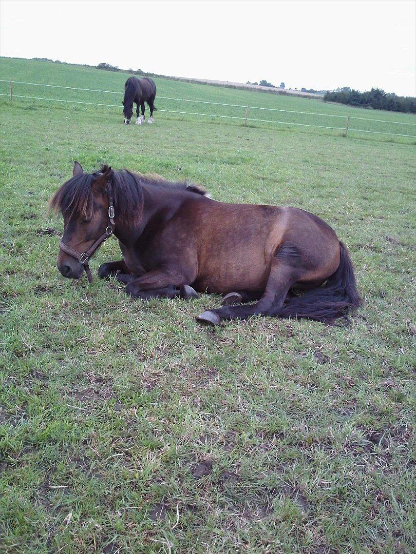 Anden særlig race Zigge Z billede 14