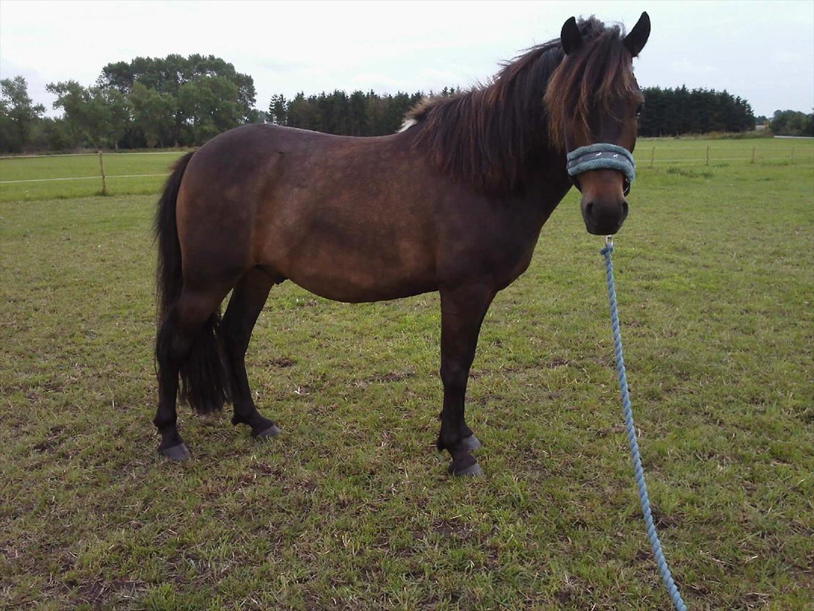 Anden særlig race Zigge Z billede 15