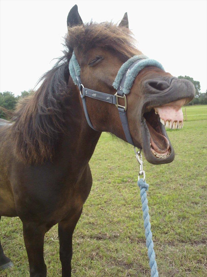 Anden særlig race Zigge Z billede 16