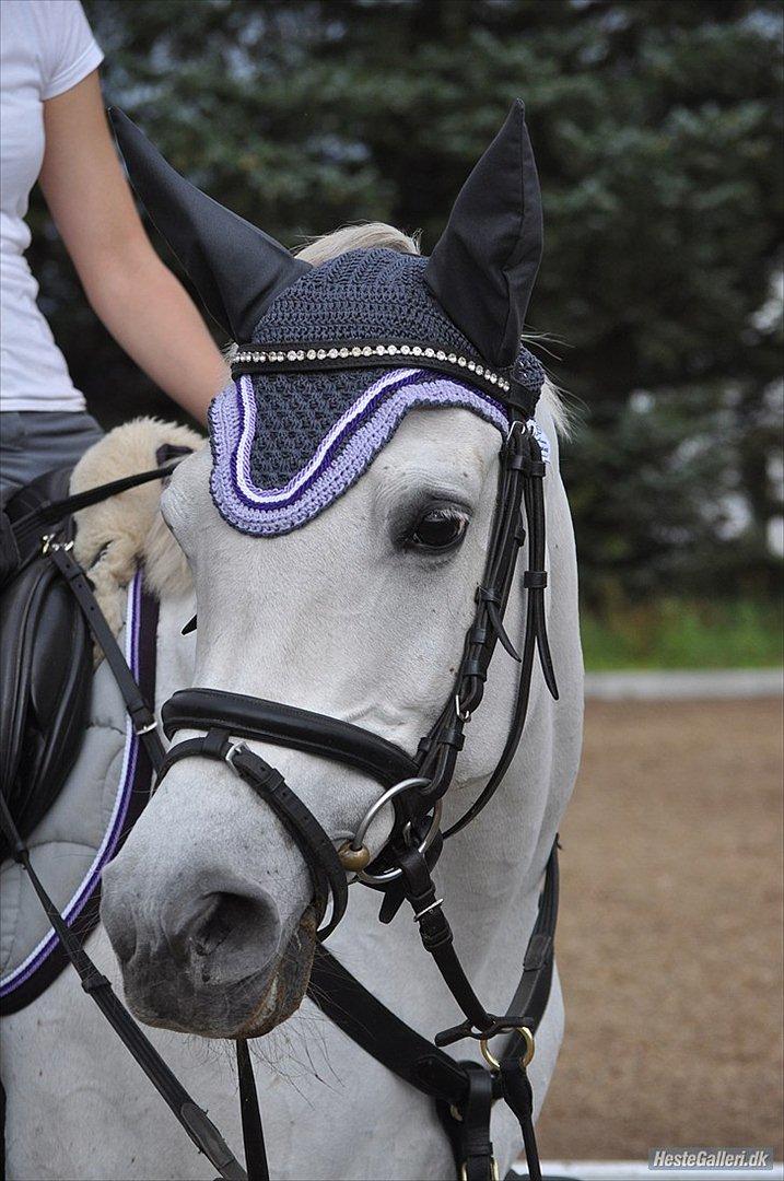 Sportsaraber (A) Jacklyn (ridder) - fotograf: Lea kappel blok :) billede 9