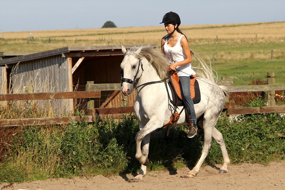 Lusitano Urque - 15 # Galop :) Mit sæde er ikke som det bør være, men Urq ser dejlig ud :) August 2011 billede 15