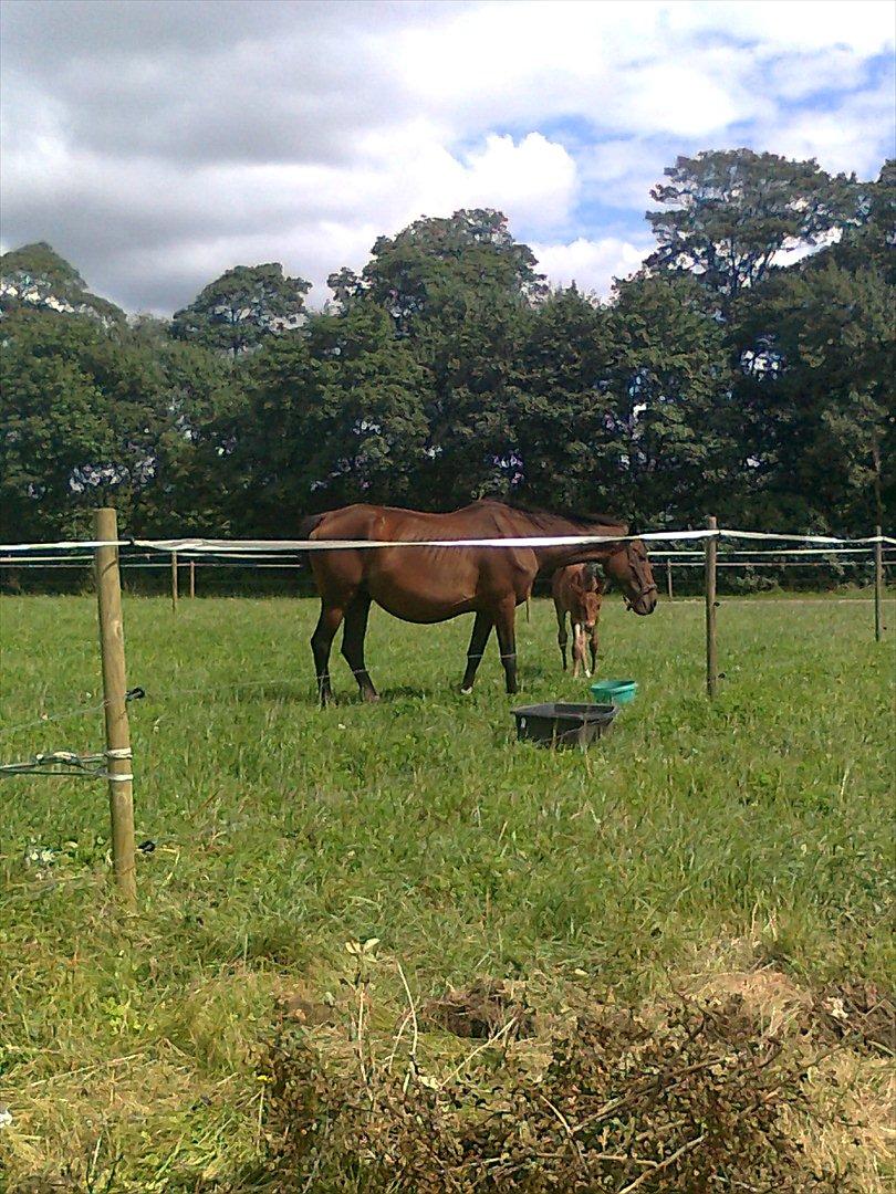 Dansk Varmblod Rusla Boesgaard billede 5