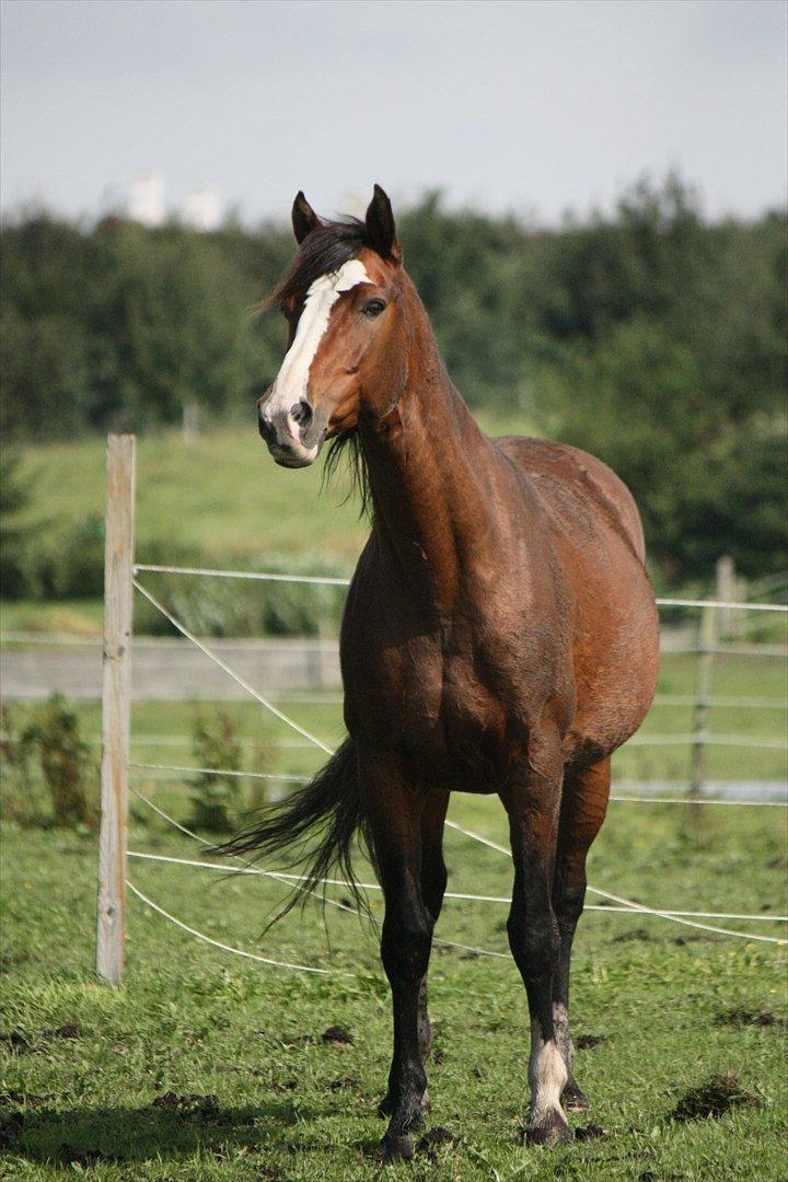 Dansk Varmblod La-Salle billede 2