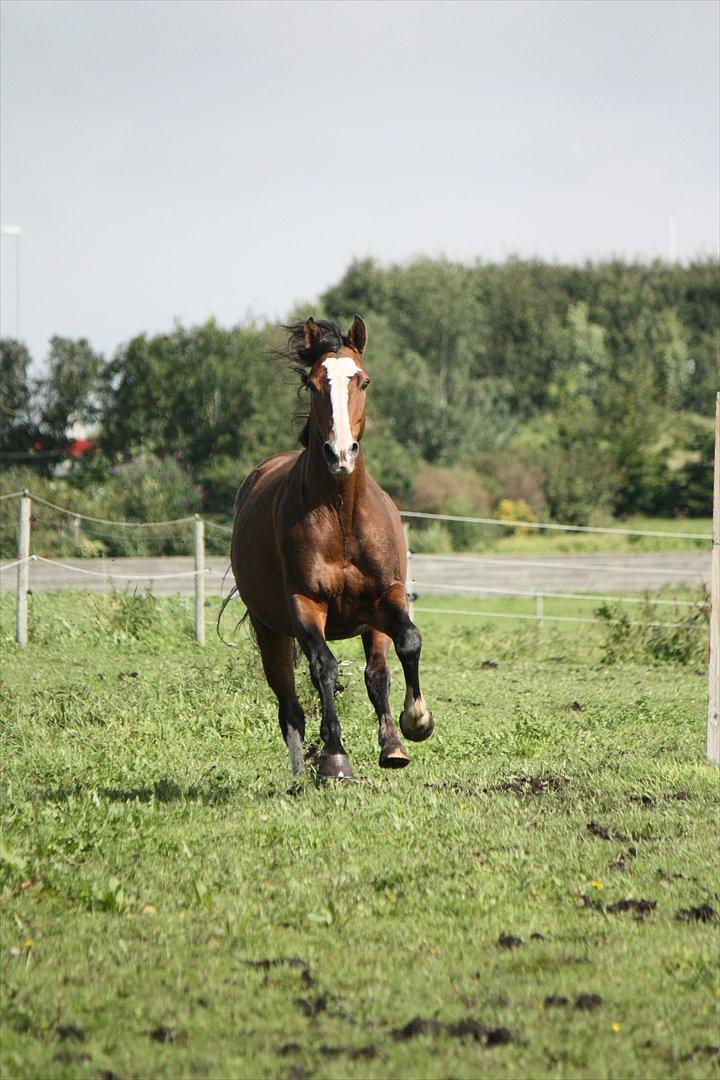 Dansk Varmblod La-Salle billede 20