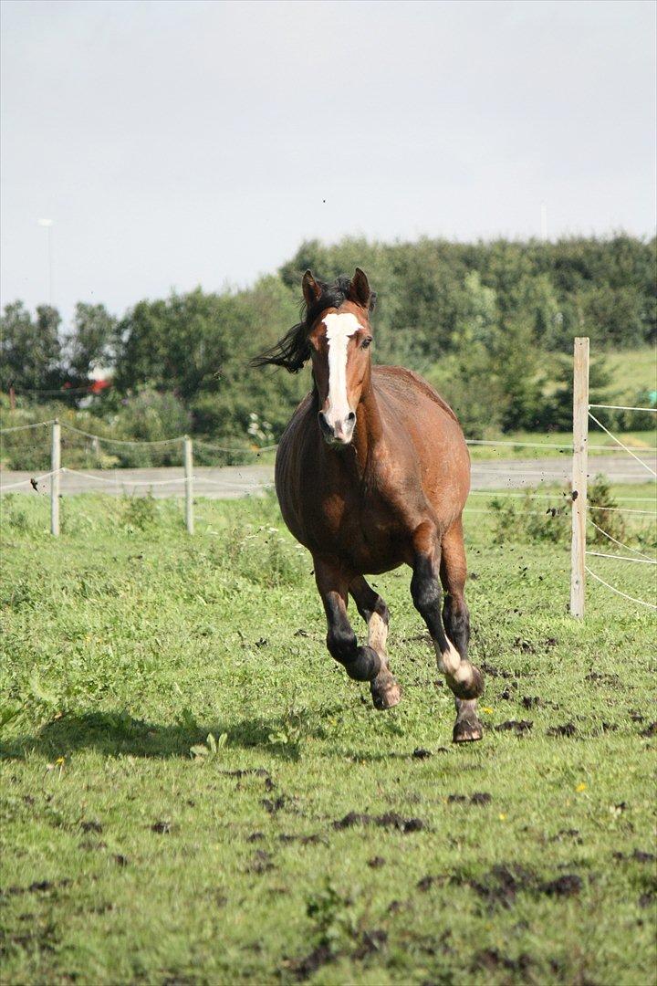 Dansk Varmblod La-Salle billede 1