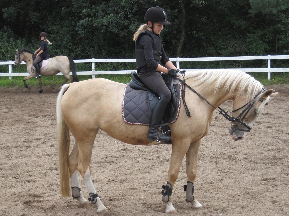 Palomino Isabella billede 4