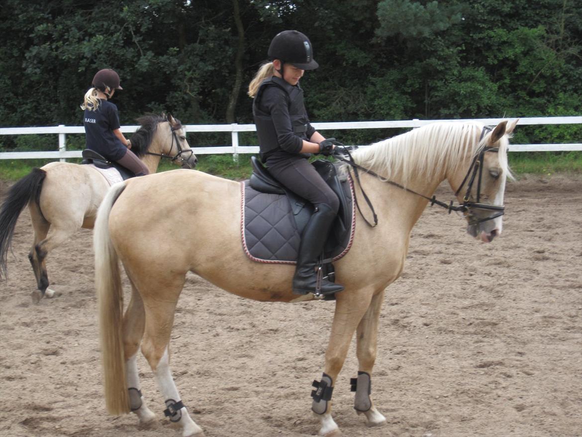 Palomino Isabella billede 5