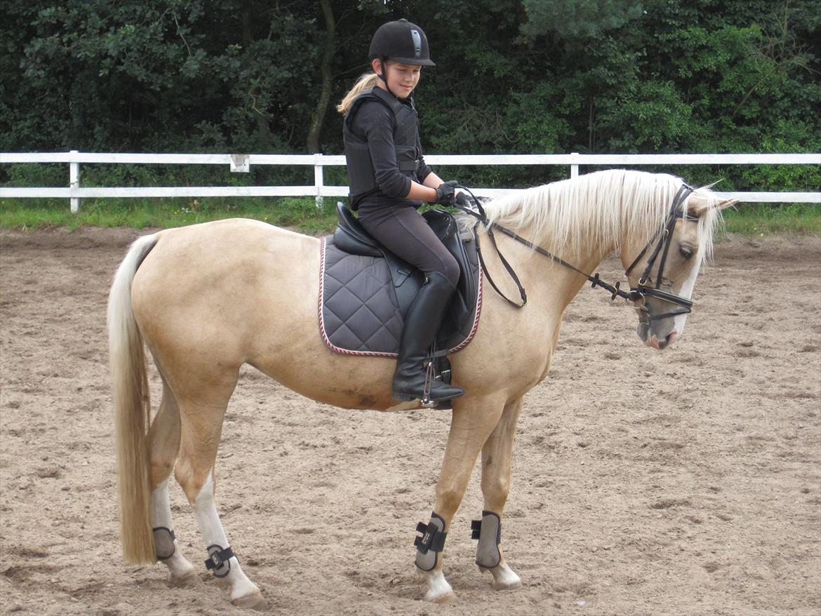 Palomino Isabella billede 6