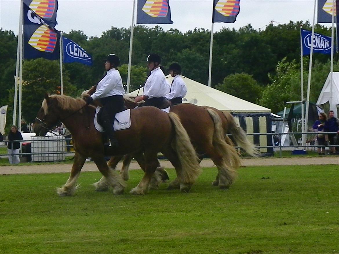 Jyde Thor (Thorkild) - Kvadrilie opvisning under Landsskuet 2011 billede 6