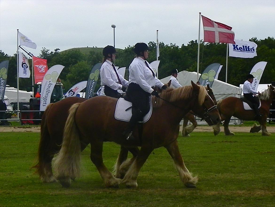 Jyde Thor (Thorkild) - Kvadrilie opvisning under Landsskuet 2011 billede 20