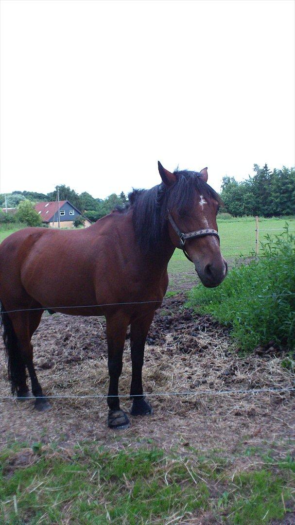 Anden særlig race Fighter (solgt) ;/ - Fighter på folden ;)
Foto: Anne Sofie :) billede 6