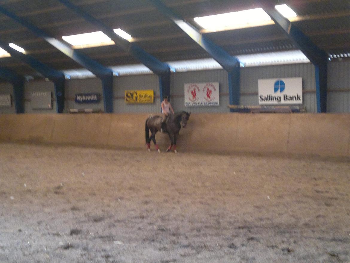 Dansk Varmblod Ildzjæl Firfod  billede 13