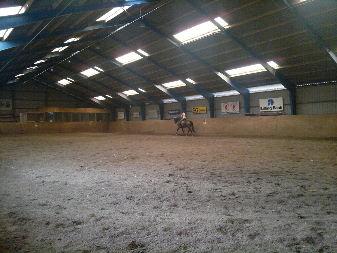 Dansk Varmblod Ildzjæl Firfod  billede 15