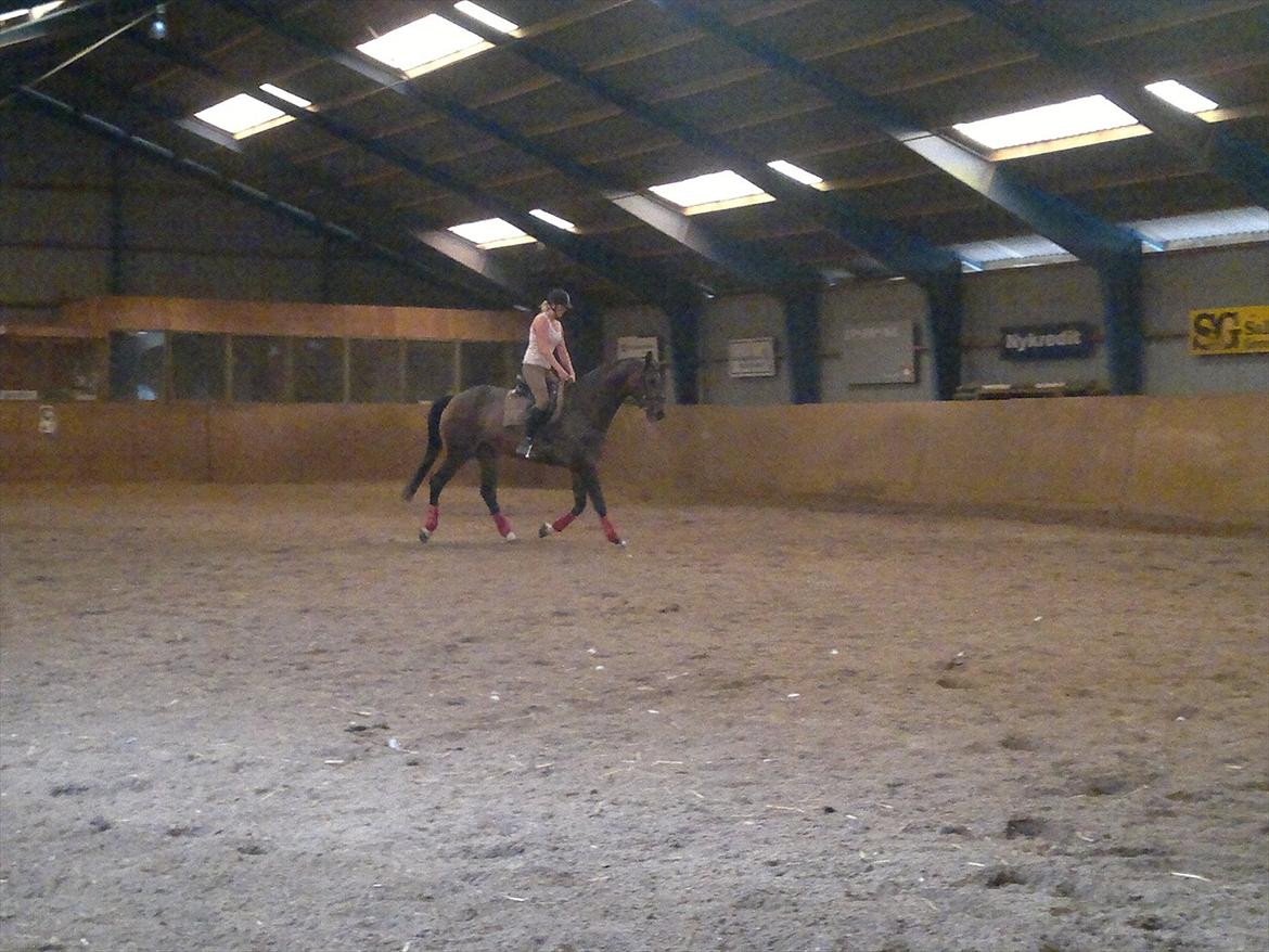 Dansk Varmblod Ildzjæl Firfod  billede 16