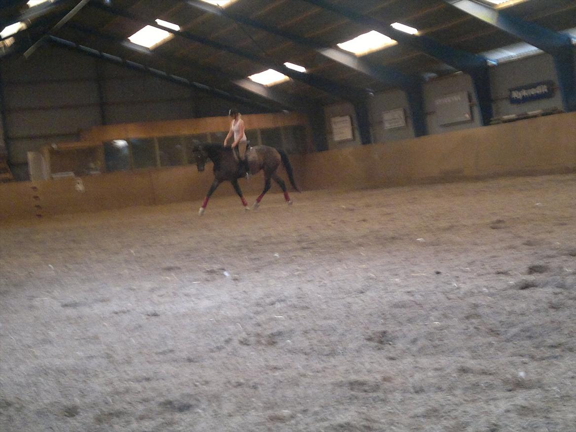 Dansk Varmblod Ildzjæl Firfod  billede 17