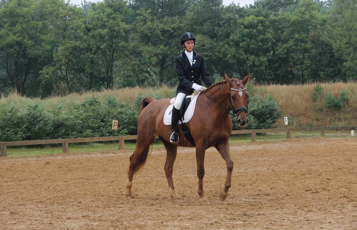 Anden særlig race Thor - Stævne, LA1 og LA2. billede 15