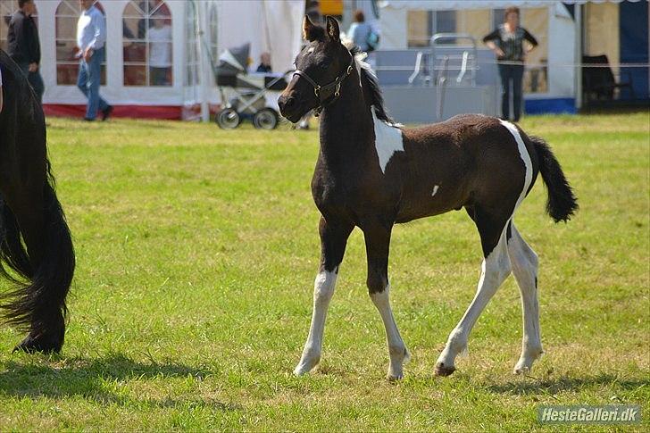 Tobiano Friesian Lancelot 1 PRÆMIE VED KÅRINGEN 24 marts 2012 bilun billede 8
