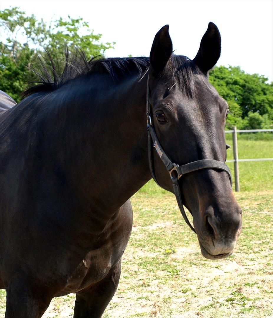 Dansk Varmblod Laconia billede 12