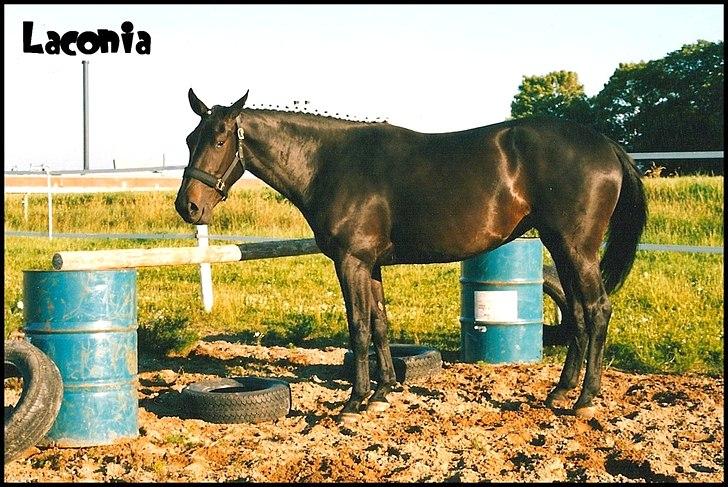 Dansk Varmblod Laconia billede 13
