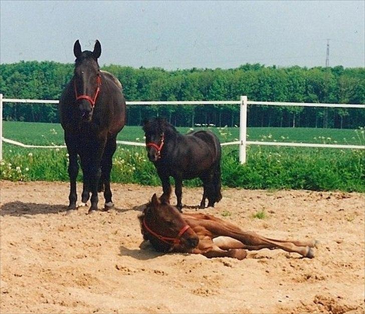 Dansk Varmblod Laconia billede 14