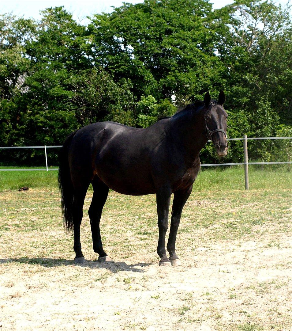 Dansk Varmblod Laconia billede 15