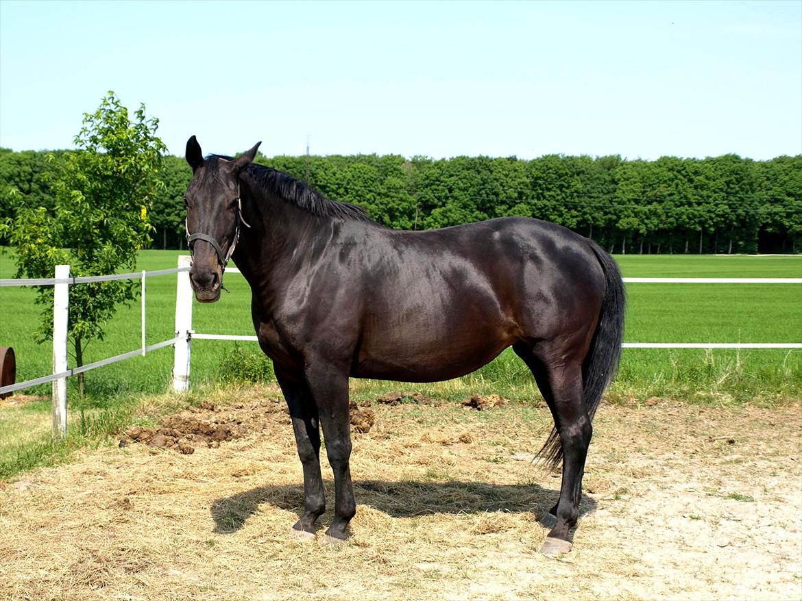 Dansk Varmblod Laconia billede 7