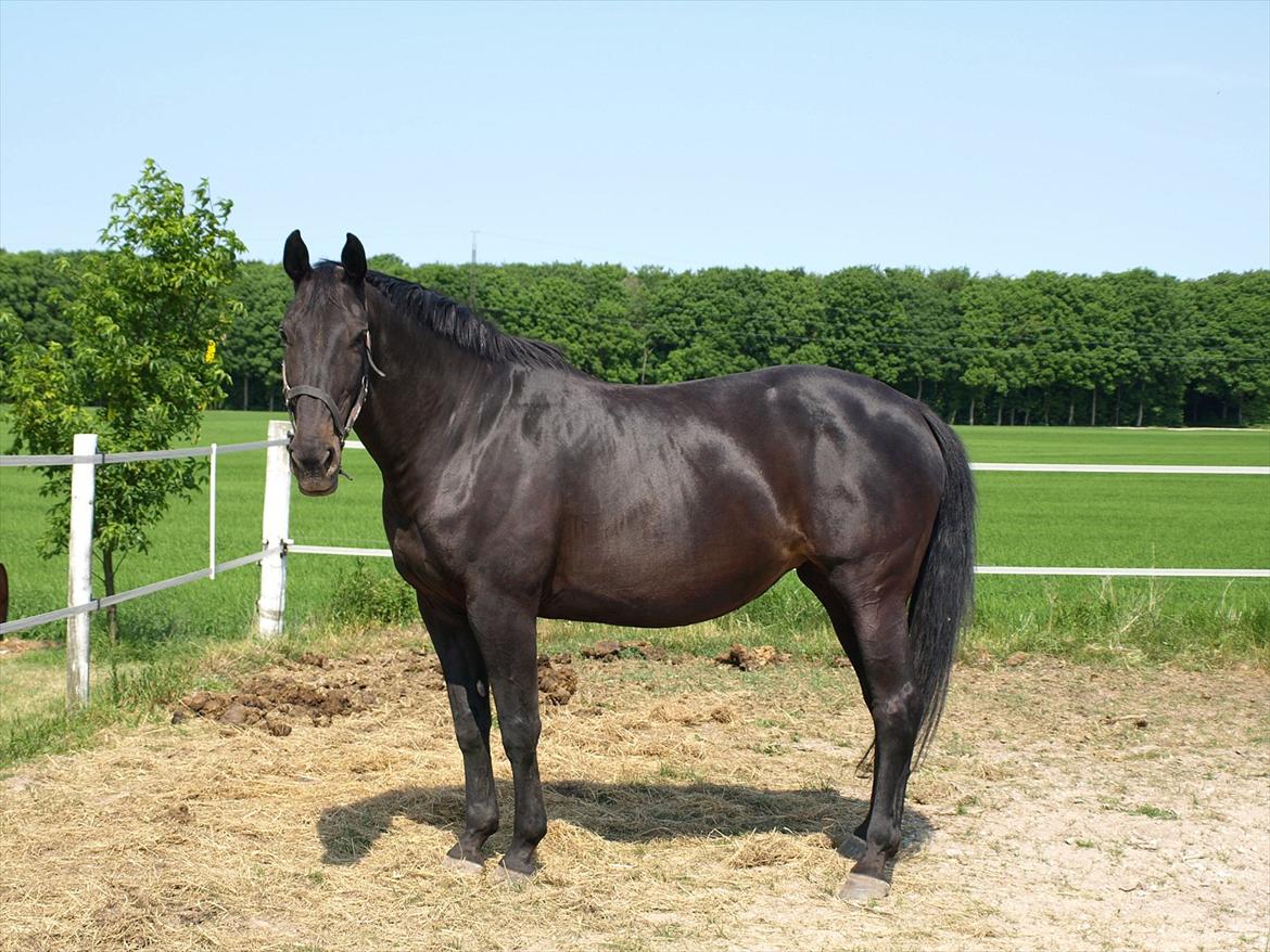 Dansk Varmblod Laconia billede 16